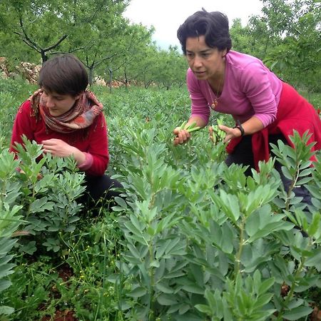 Eco-Art Farm Konuk evi Kaş Dış mekan fotoğraf