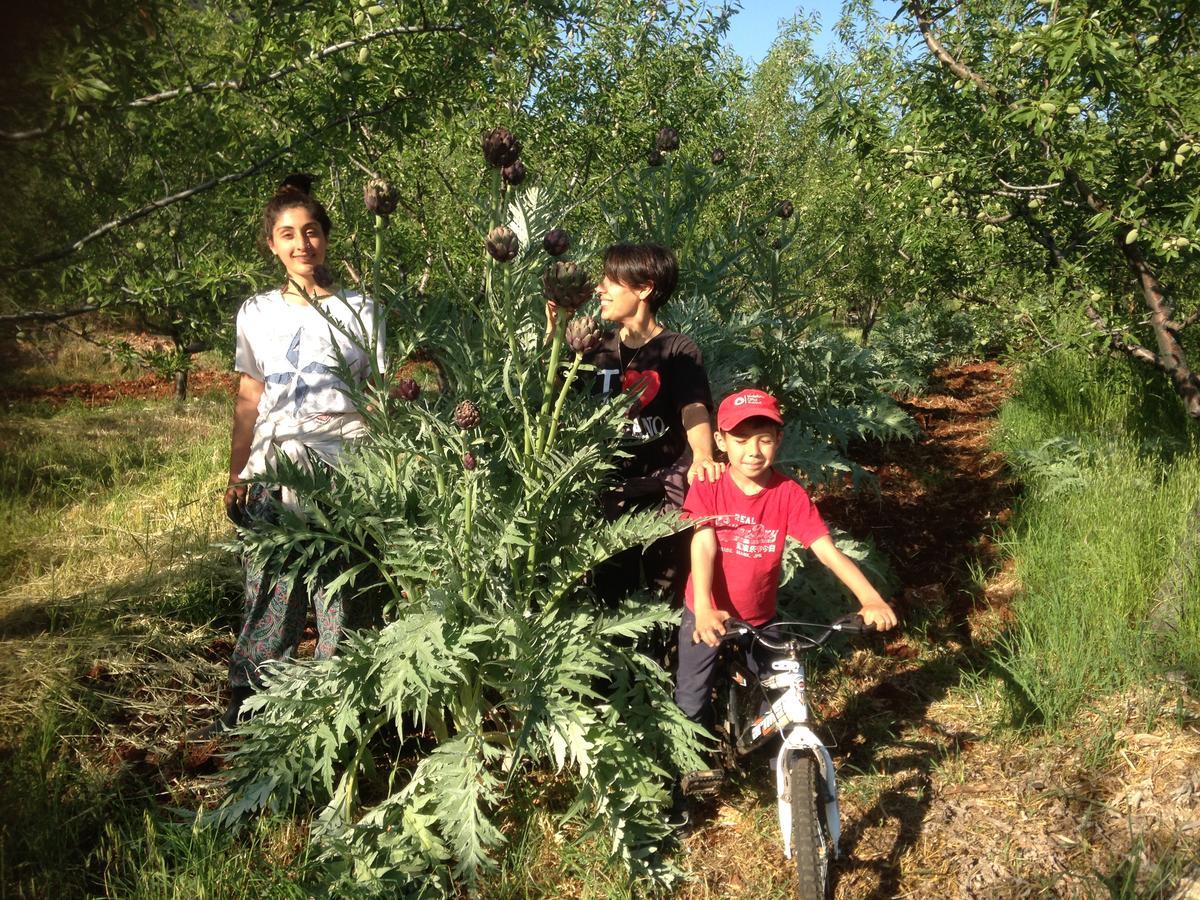 Eco-Art Farm Konuk evi Kaş Dış mekan fotoğraf